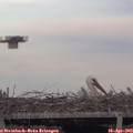 19_25-mast.jpg