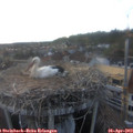 19_25-nest.jpg