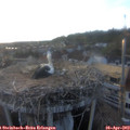 19_45-nest.jpg