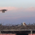 19_50-mast.jpg