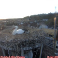 19_55-nest.jpg