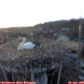 20_00-nest.jpg
