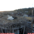 20_05-nest.jpg