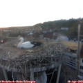 20_10-nest.jpg