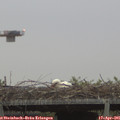 06_30-mast.jpg