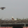 06_45-mast.jpg