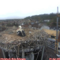 06_45-nest.jpg