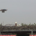 06_50-mast.jpg