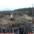 06_50-nest.jpg
