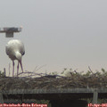 07_00-mast.jpg