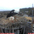 07_00-nest.jpg