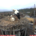 07_10-nest.jpg