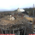 07_15-nest.jpg