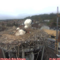 07_20-nest.jpg