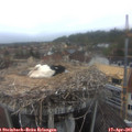 07_25-nest.jpg