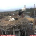07_45-nest.jpg
