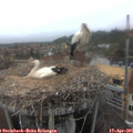 07_50-nest.jpg