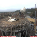 07_55-nest.jpg