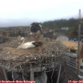 08_00-nest.jpg