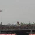 08_05-mast.jpg