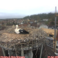 08_05-nest.jpg