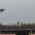 08_10-mast.jpg