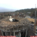 08_10-nest.jpg