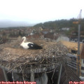 08_20-nest.jpg