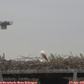 08_25-mast.jpg