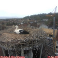 08_25-nest.jpg