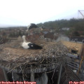 08_30-nest.jpg