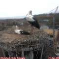 08_40-nest.jpg