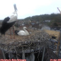 08_50-nest.jpg