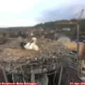 08_55-nest.jpg