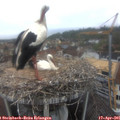09_00-nest.jpg