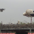 09_05-mast.jpg