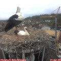 09_05-nest.jpg