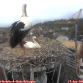 09_10-nest.jpg