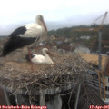 09_15-nest.jpg