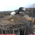 09_20-nest.jpg