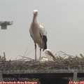 09_25-mast.jpg
