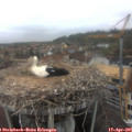 09_25-nest.jpg