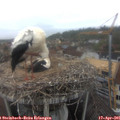 09_45-nest.jpg