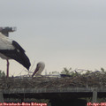 09_50-mast.jpg