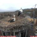 09_50-nest.jpg