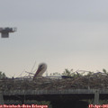 09_55-mast.jpg