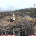09_55-nest.jpg