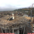 10_00-nest.jpg