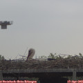 10_10-mast.jpg