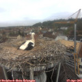 10_10-nest.jpg